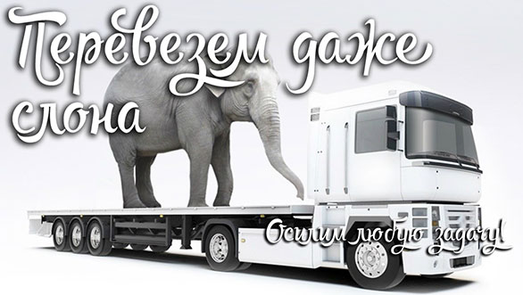 Перевезем даже слона Компания «Слоновоз»